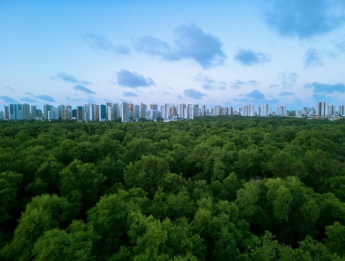 Aerial view of a green urban canopy meeting the city skyline